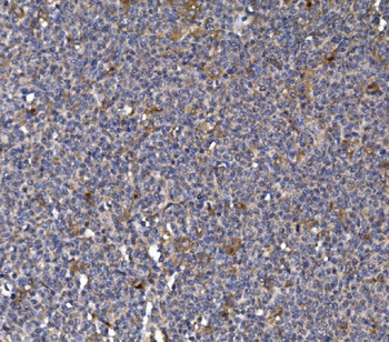 Anti-FKBP135/FKBP15 Antibody