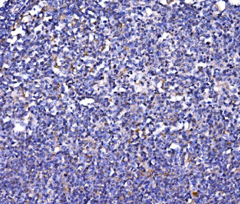 Anti-FKBP135/FKBP15 Antibody
