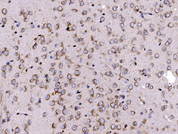 Anti-FKBP135/FKBP15 Antibody