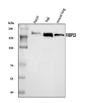 Anti-FKBP135/FKBP15 Antibody