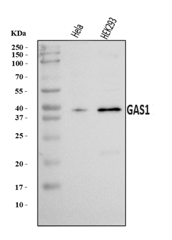 Anti-GAS1 Antibody