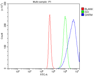 GHITM Antibody
