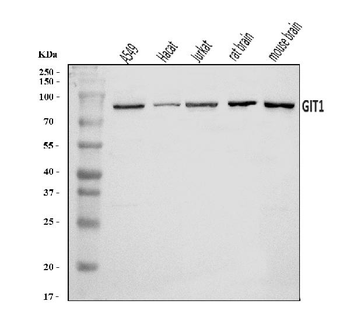 Anti-GIT1 Antibody