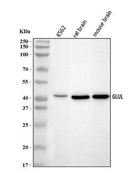 Anti-GLUL Antibody