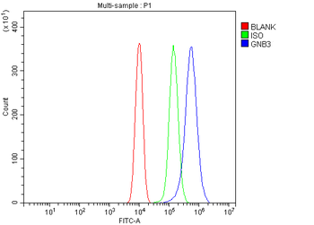 Anti-GNB3 Antibody