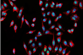 Anti-Nucleostemin/GNL3 Antibody
