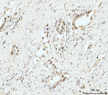 Anti-Nucleostemin/GNL3 Antibody