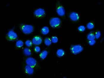Anti-Golgin 97/GOLGA1 Antibody