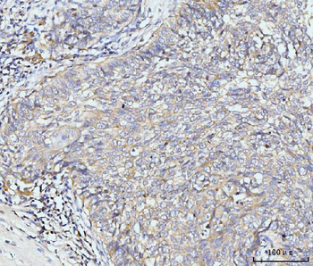 Anti-Golgin 97/GOLGA1 Antibody
