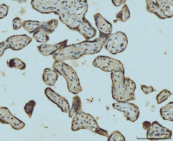 Anti-HES5 Antibody