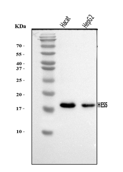 Anti-HES5 Antibody