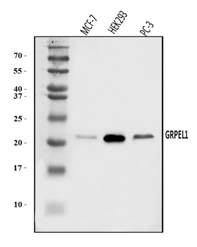 Anti-GRPEL1 Antibody