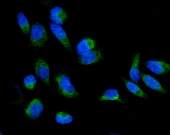 Anti-GRPEL1 Antibody