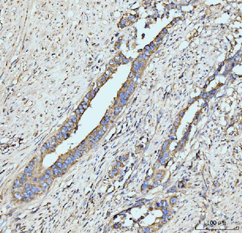 Anti-GRPEL1 Antibody