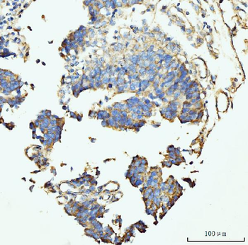 Anti-GRPEL1 Antibody