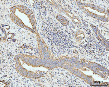 Anti-GRPEL1 Antibody