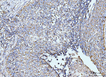Anti-GRPEL1 Antibody