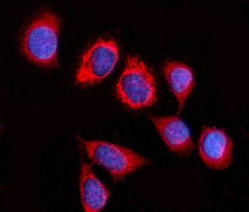 Anti-GSPT1,2 Antibody