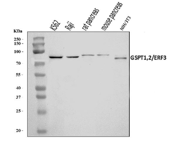 Anti-GSPT1,2 Antibody