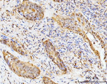 Anti-HMGCS1 Antibody