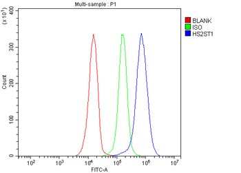 HS2ST1 Antibody