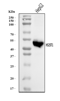 Anti-HS2ST1 Antibody