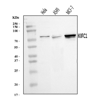 Anti-KIFC1 Antibody