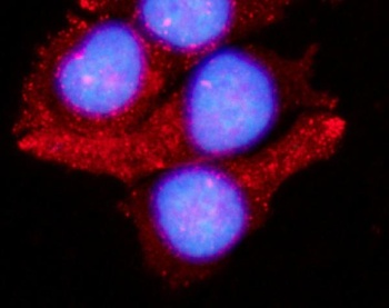 LAMTOR1 Antibody