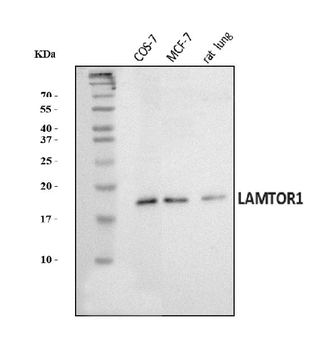 Anti-LAMTOR1 Antibody