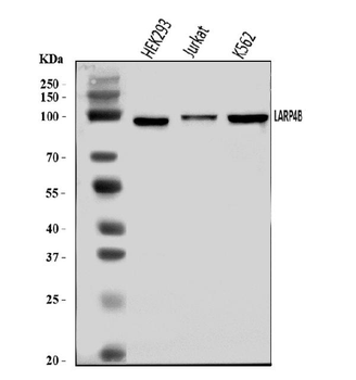 Anti-LARP4B Antibody