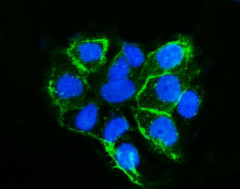 Anti-LSR Antibody