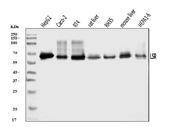 Anti-LSR Antibody