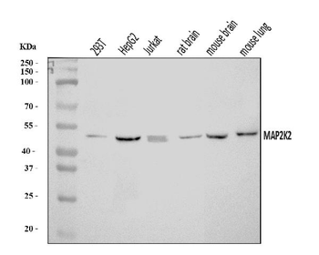 Anti-MEK2/MAP2K2 Antibody