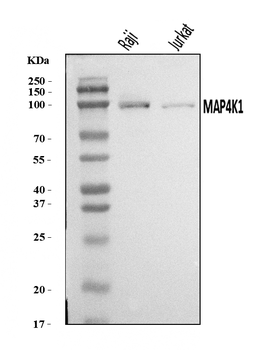 Anti-MAP4K1/HPK1 Antibody