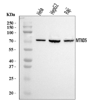 Anti-MT-ND5 Antibody