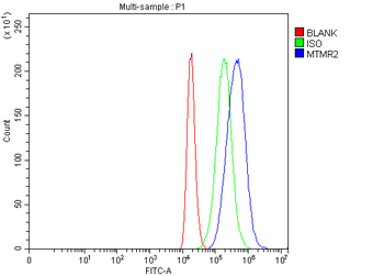 MTMR2 Antibody