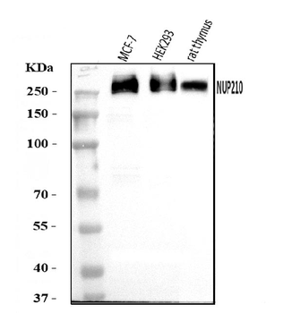 Anti-GP210/NUP210 Antibody
