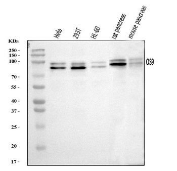 Anti-OS9 Antibody