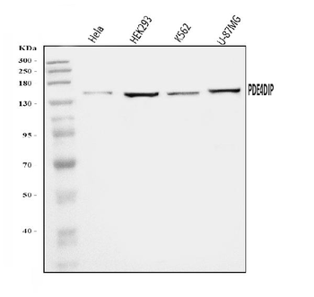 Anti-PDE4DIP Antibody