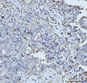 Anti-PLD3 Antibody