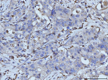 Anti-PLD3 Antibody