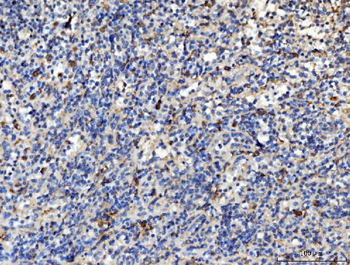 Anti-PLD3 Antibody