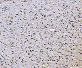 Anti-PLD3 Antibody