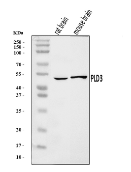 Anti-PLD3 Antibody