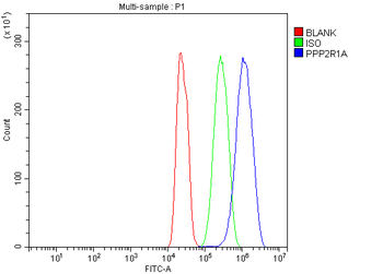 Anti-PPP2R1A Antibody