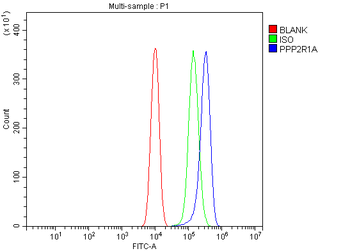 Anti-PPP2R1A Antibody