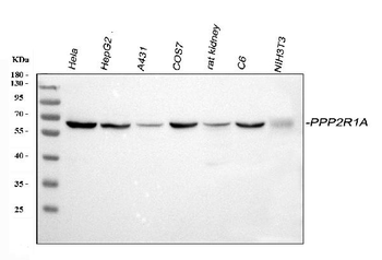 Anti-PPP2R1A Antibody