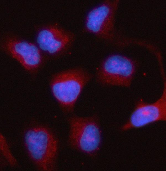 Anti-PTGES2/Gbf1 Antibody