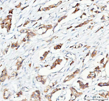 Anti-PTGES2/Gbf1 Antibody