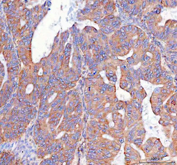 Anti-PTGES2/Gbf1 Antibody